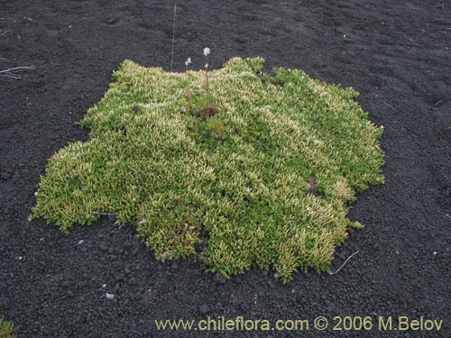Фотография Baccharis magellanica (Chilco de Magallanes). Щелкните, чтобы увеличить вырез.